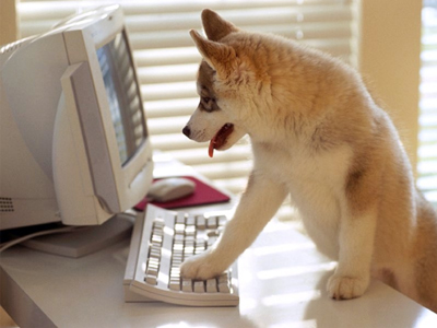 , Dog is using computer.